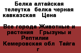 Белка алтайская телеутка, белка черная кавказская › Цена ­ 5 000 - Все города Животные и растения » Грызуны и Рептилии   . Кемеровская обл.,Тайга г.